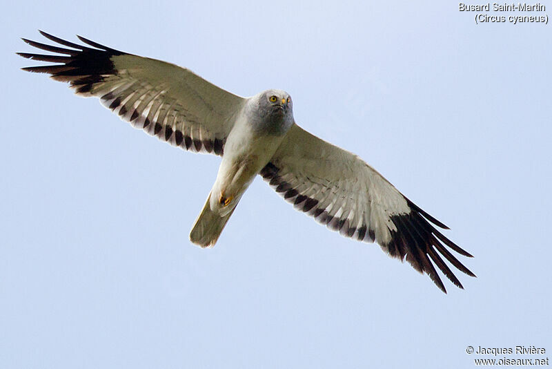 Hen Harrier male adult breeding, Flight