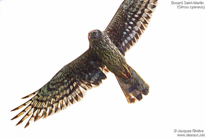 Hen Harrier female adult breeding, Flight