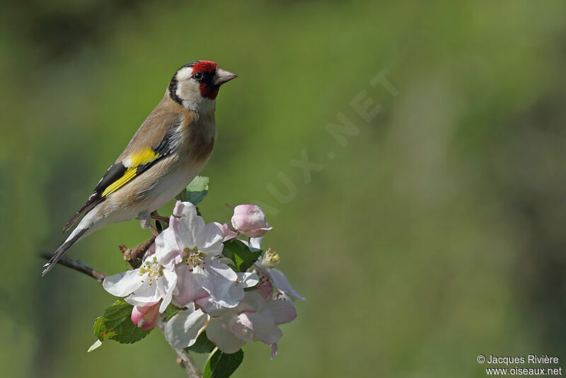 European Goldfinch male adult breeding