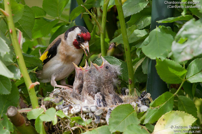 European Goldfinchadult breeding, identification, Reproduction-nesting