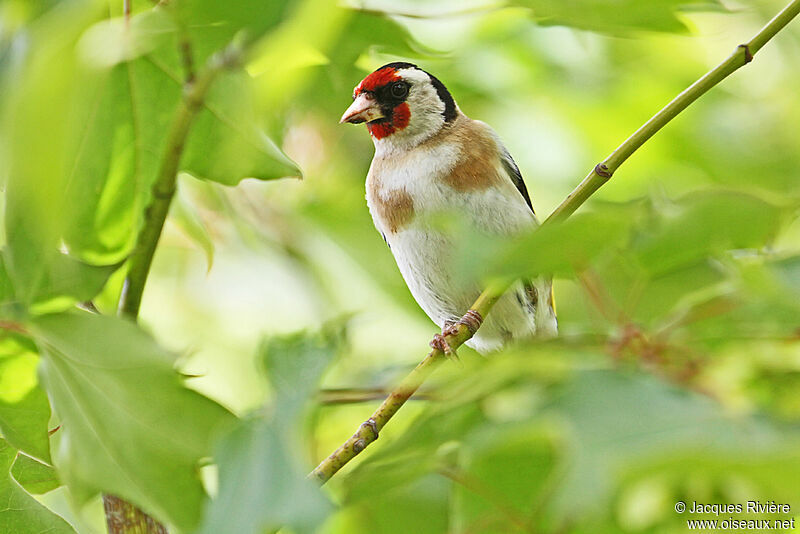 European Goldfinch female adult, Reproduction-nesting