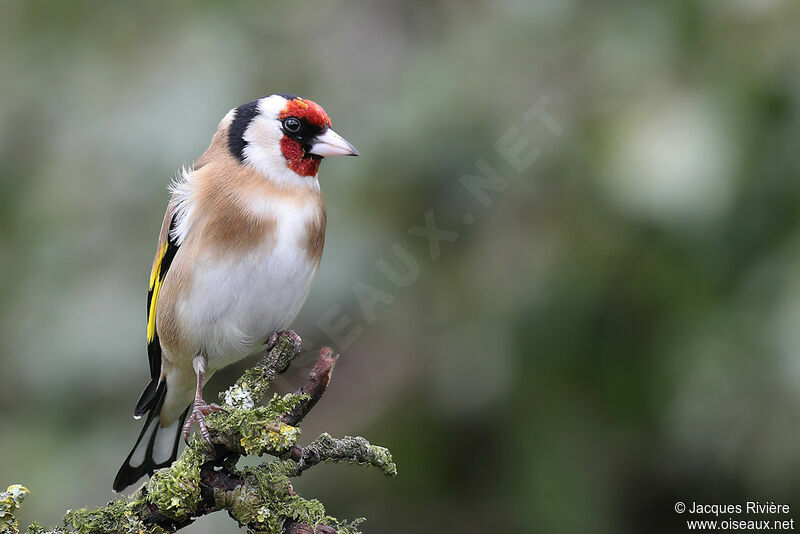 European Goldfinch male adult post breeding
