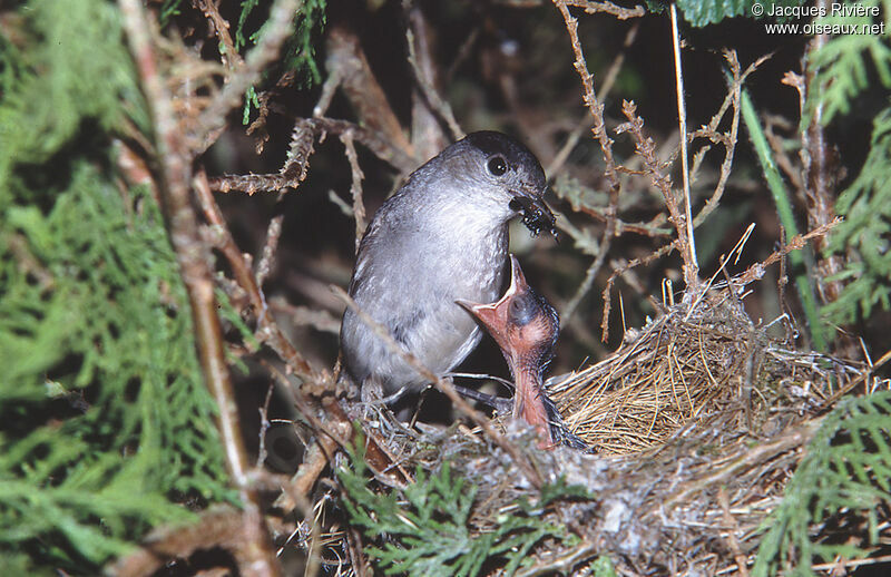 Eurasian Blackcap male adult breeding, Reproduction-nesting