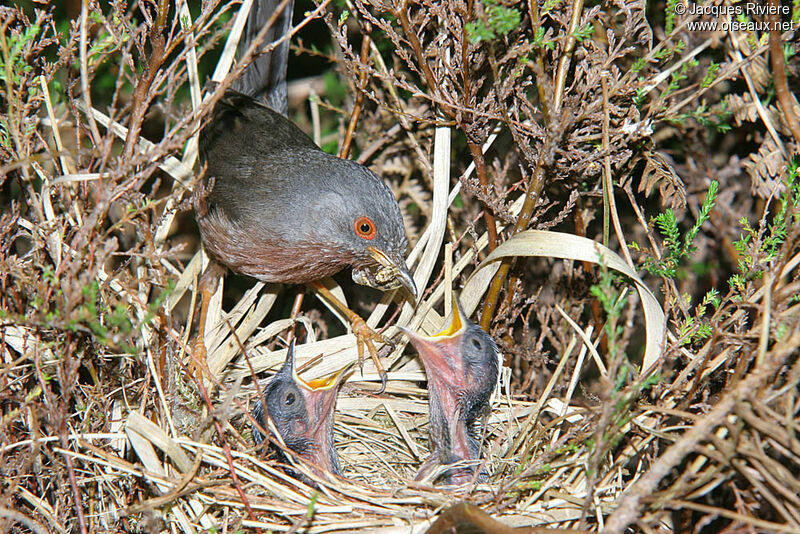 Dartford Warbleradult breeding, Reproduction-nesting