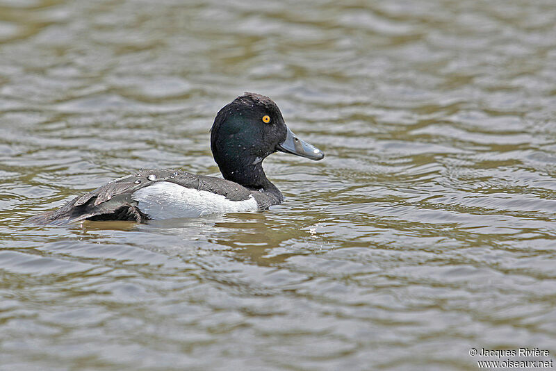 Tufted Duck male adult breeding