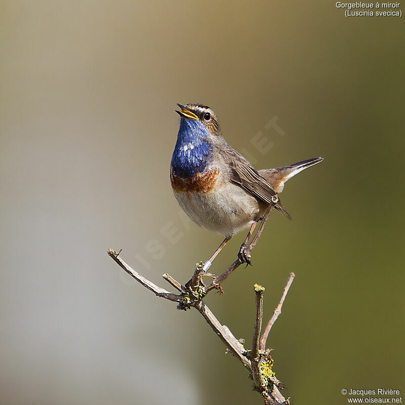Bluethroat male adult, identification, song
