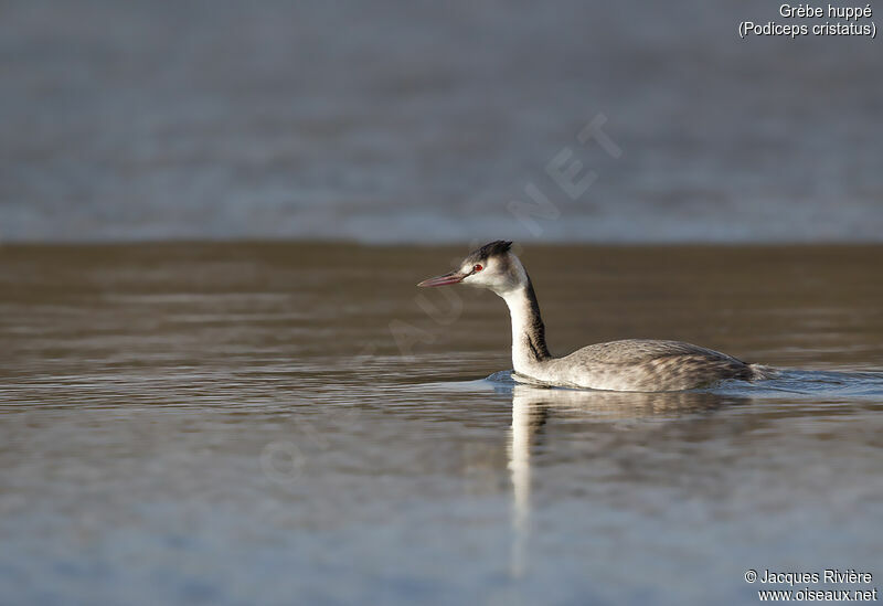 Great Crested Grebeadult post breeding, identification, swimming