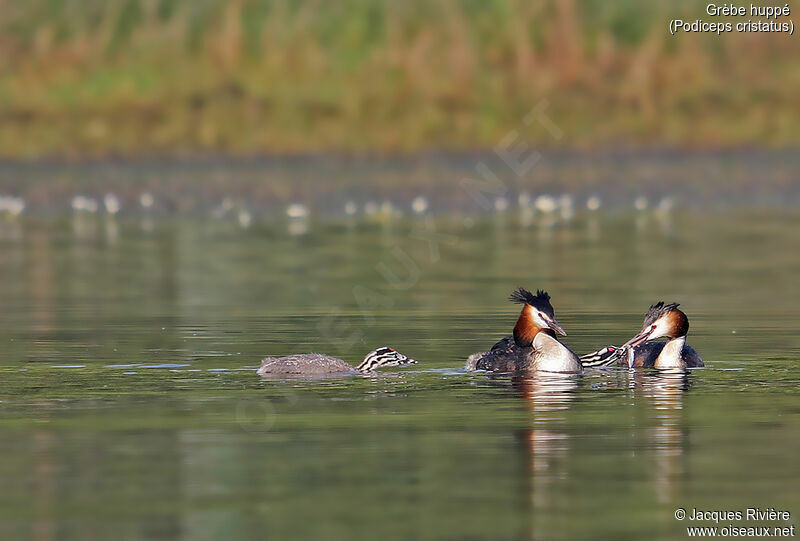 Great Crested Grebe, identification, swimming, eats, Reproduction-nesting