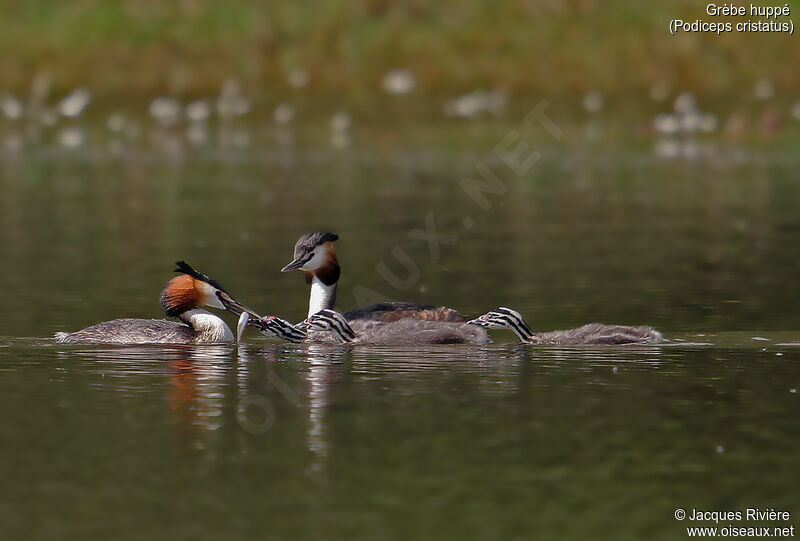 Great Crested Grebe, identification, swimming, eats, Reproduction-nesting