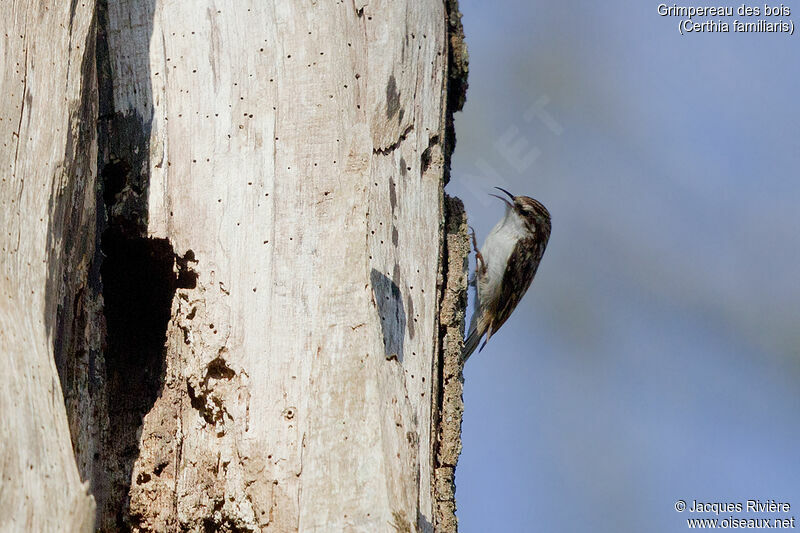 Grimpereau des bois mâle adulte, identification, chant