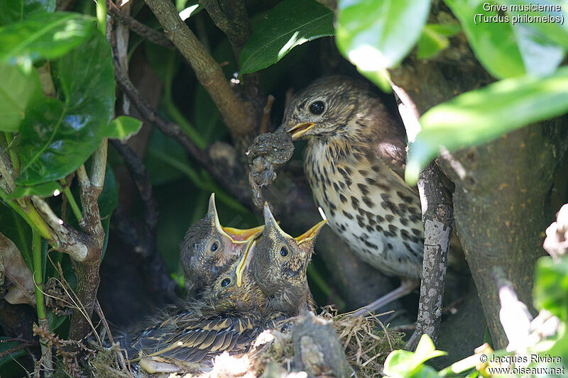 Song Thrushadult breeding, identification, eats, Reproduction-nesting
