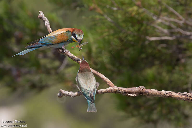 European Bee-eater, feeding habits, Reproduction-nesting