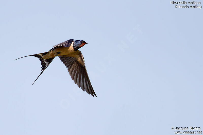 Barn Swallow male adult breeding, Flight