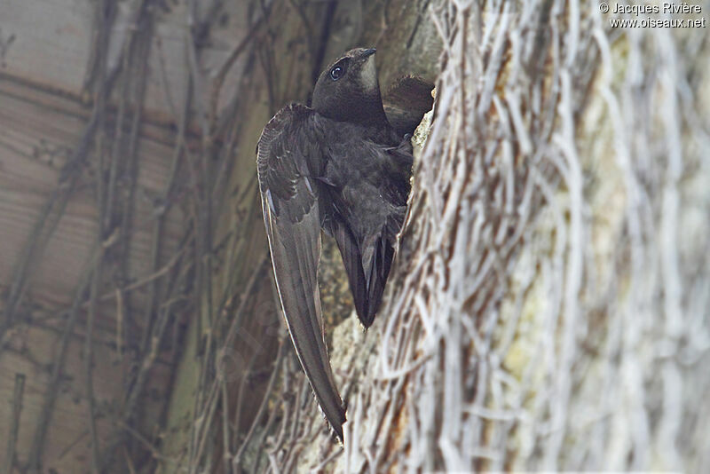 Common Swiftadult breeding, Reproduction-nesting