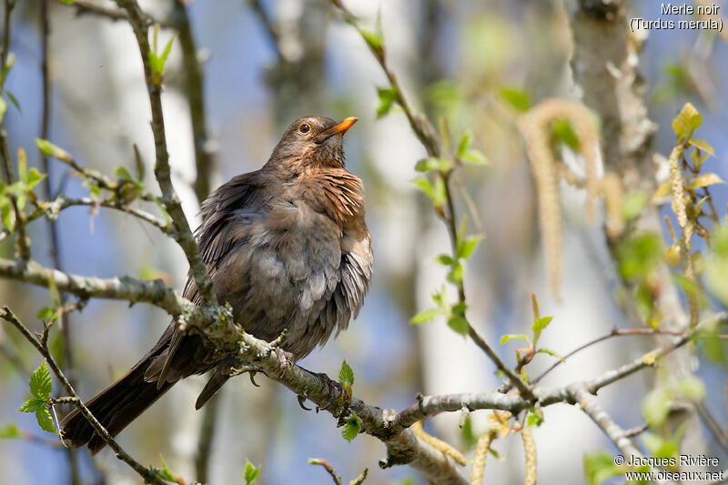 Common Blackbird female adult breeding, identification, care