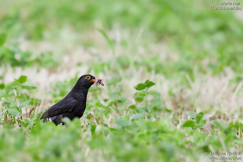 Common Blackbird male adult breeding, feeding habits, eats
