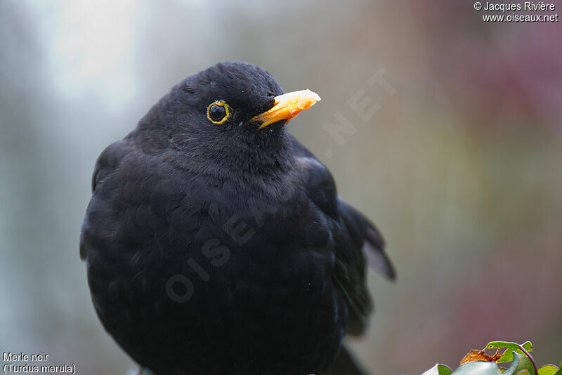 Common Blackbird male adult breeding, close-up portrait