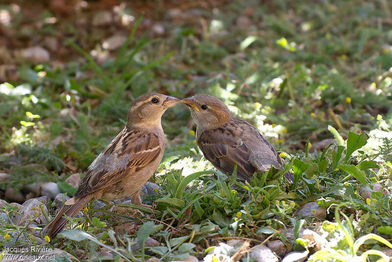 Italian Sparrow, pigmentation, eats, Reproduction-nesting