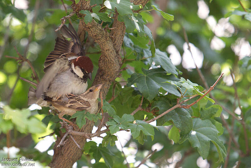 Italian Sparrowadult breeding, mating., Reproduction-nesting