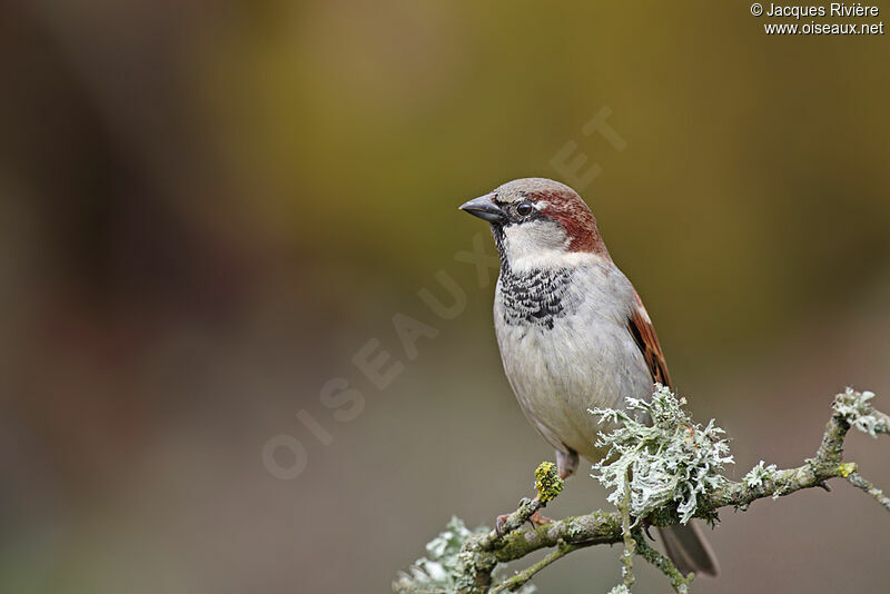 House Sparrow male adult post breeding