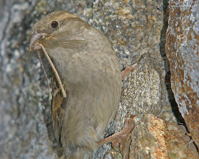 House Sparrow female, Reproduction-nesting