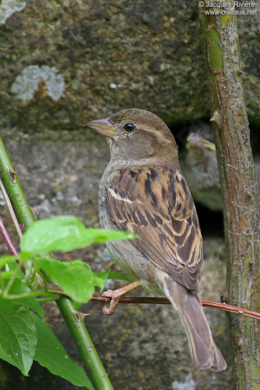 House Sparrow female adult breeding