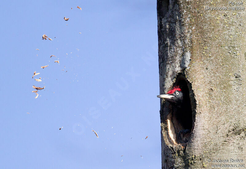 Black Woodpecker male adult breeding, Reproduction-nesting