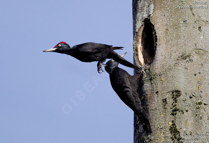 Black Woodpeckeradult breeding, Flight, Reproduction-nesting