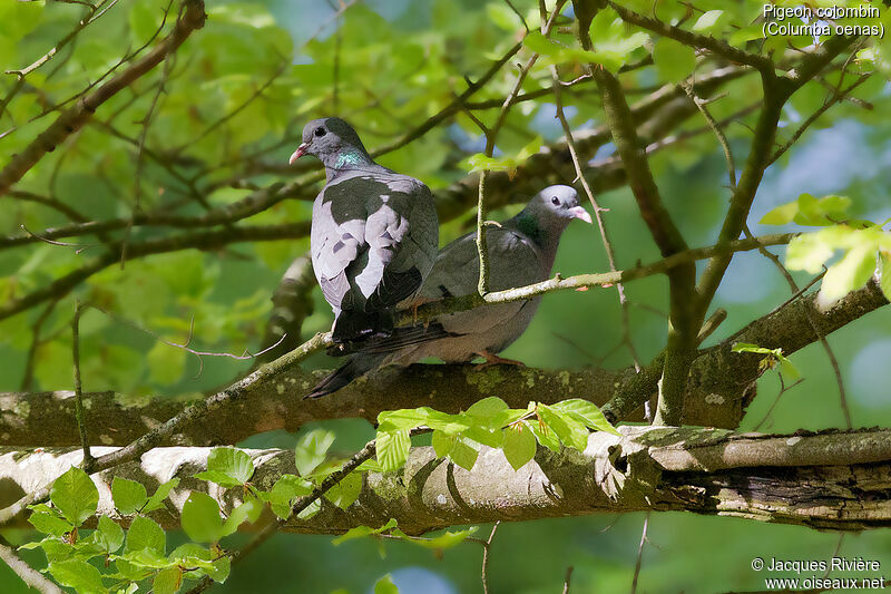 Pigeon colombinadulte nuptial