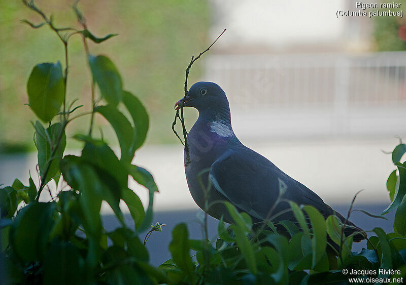 Pigeon ramier femelle adulte nuptial, identification, Nidification