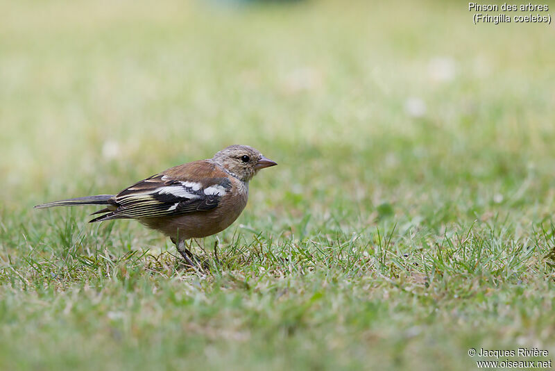 Eurasian Chaffinch male immature, moulting