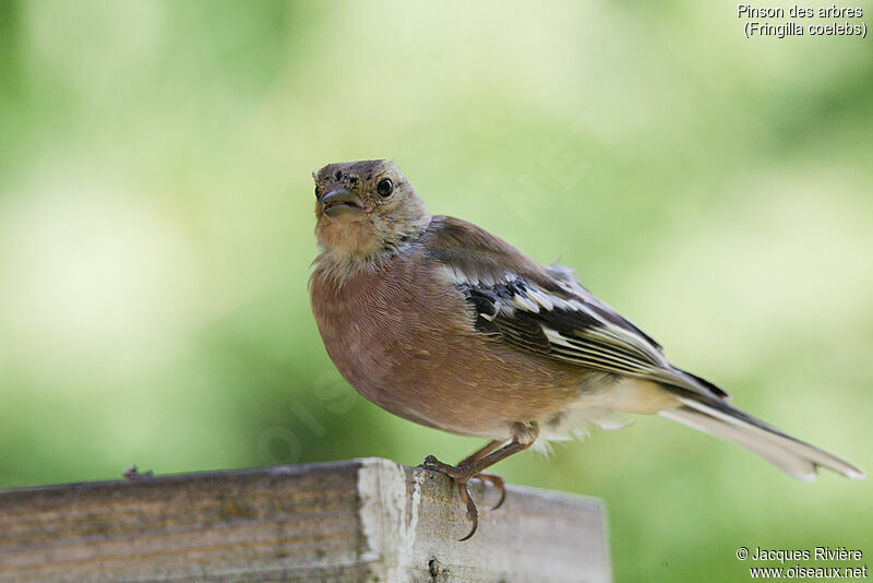 Eurasian Chaffinch male immature, identification, moulting