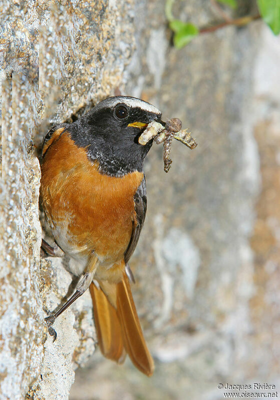 Common Redstart male adult, Reproduction-nesting