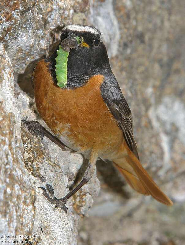 Common Redstart male adult, feeding habits