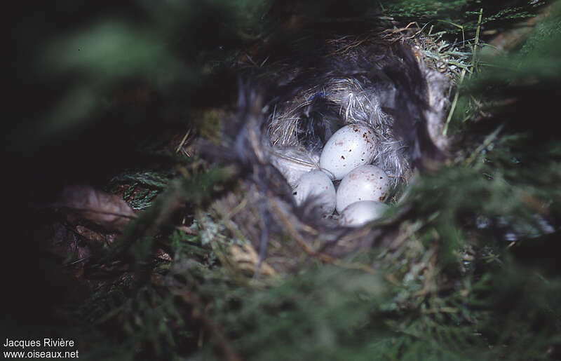 European Serin, Reproduction-nesting