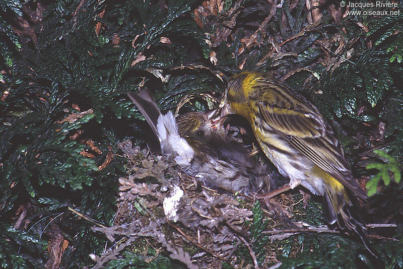 European Serin adult breeding, Reproduction-nesting