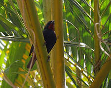 Lesser Antillean Bullfinch