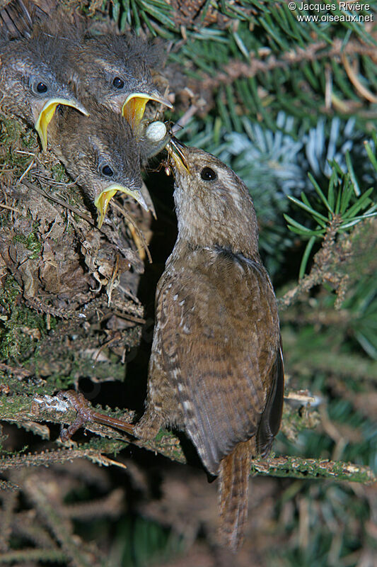 Eurasian Wrenadult breeding, Reproduction-nesting