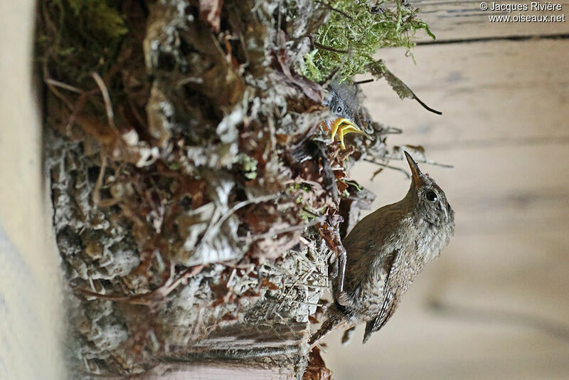 Eurasian Wrenadult breeding, Reproduction-nesting