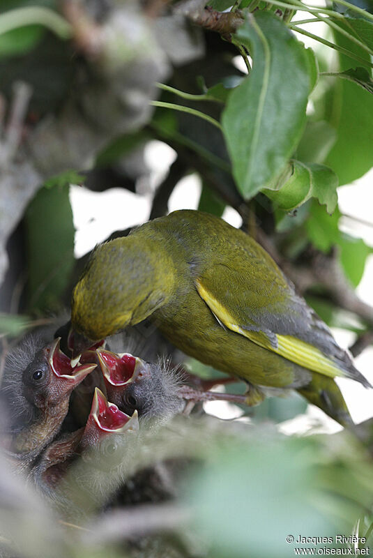 European Greenfinch male adult breeding, Reproduction-nesting