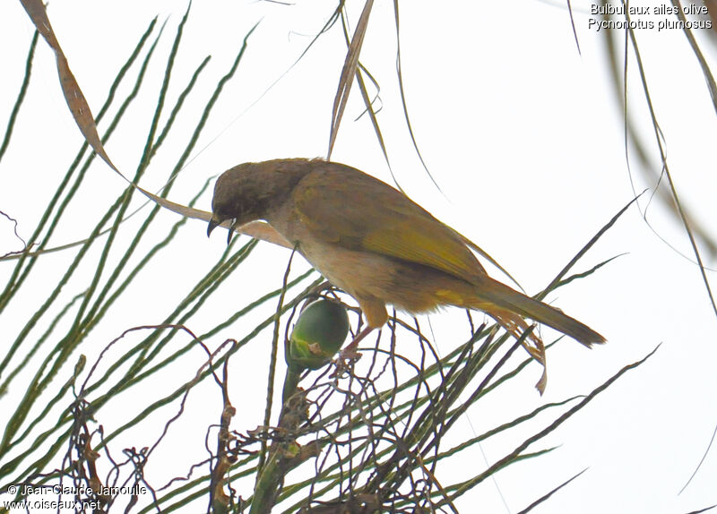 Olive-winged Bulbuladult, Reproduction-nesting