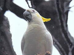 Yellow-crested Cockatoo