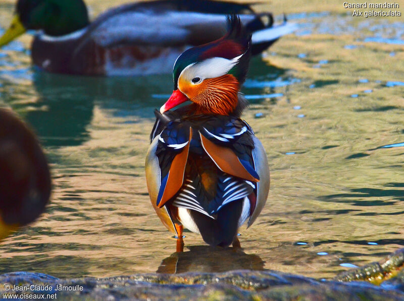 Mandarin Duck male adult