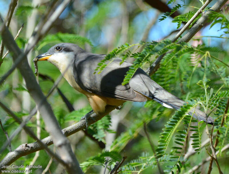 Mangrove Cuckooadult, feeding habits, eats