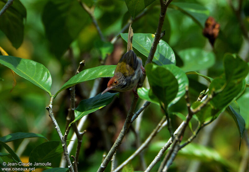 Dark-necked Tailorbird male