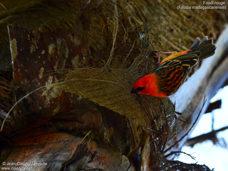Red Fody male, Reproduction-nesting