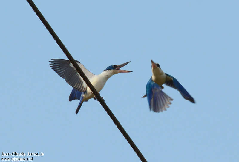 Collared Kingfisher, Behaviour