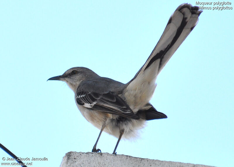 Northern Mockingbird, identification