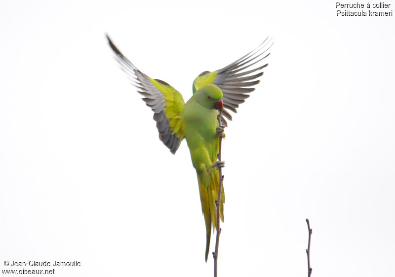 Rose-ringed Parakeet female, Behaviour