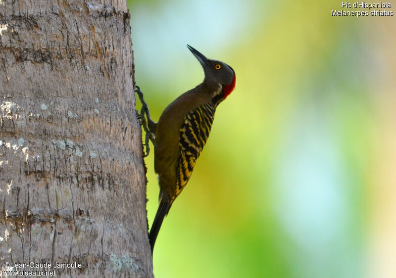 Hispaniolan Woodpecker female